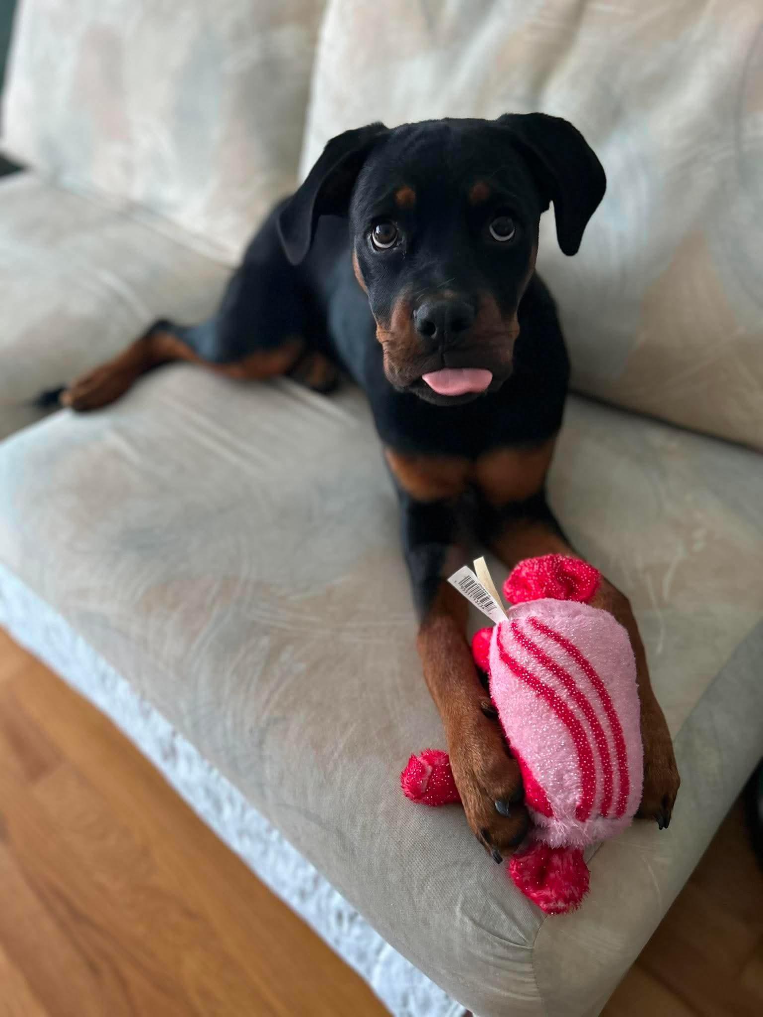 Magnolia, a ADOPTABLE mixed breed in Torrington, CT image 1/6