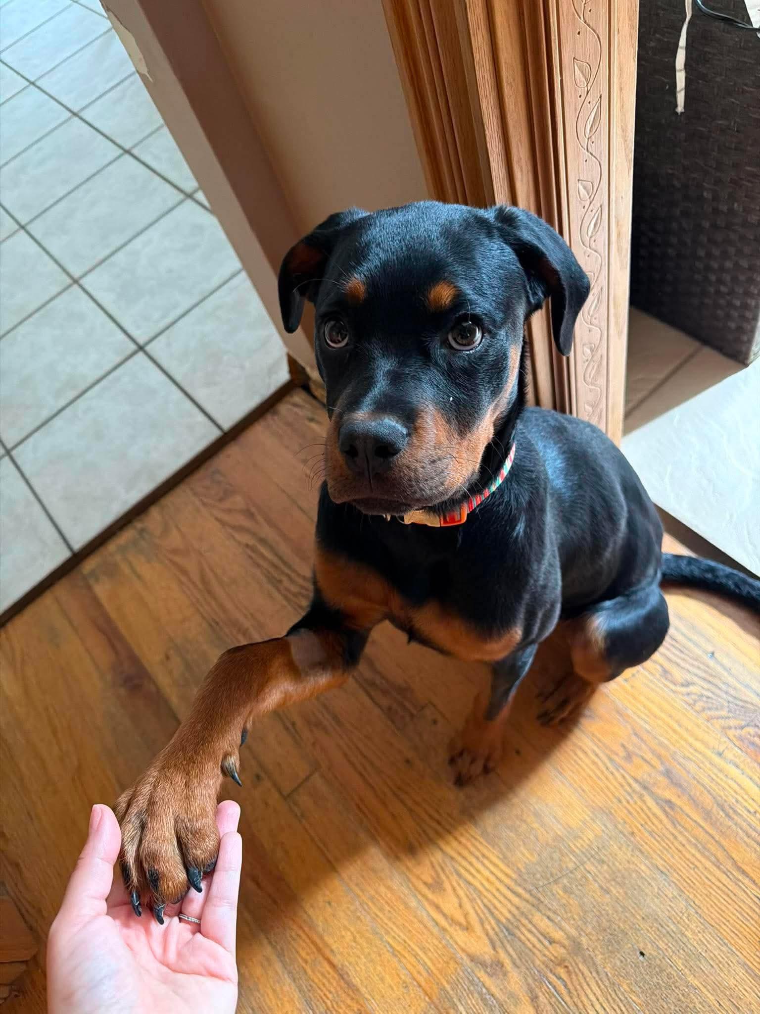 Magnolia, a ADOPTABLE mixed breed in Torrington, CT image 6/6