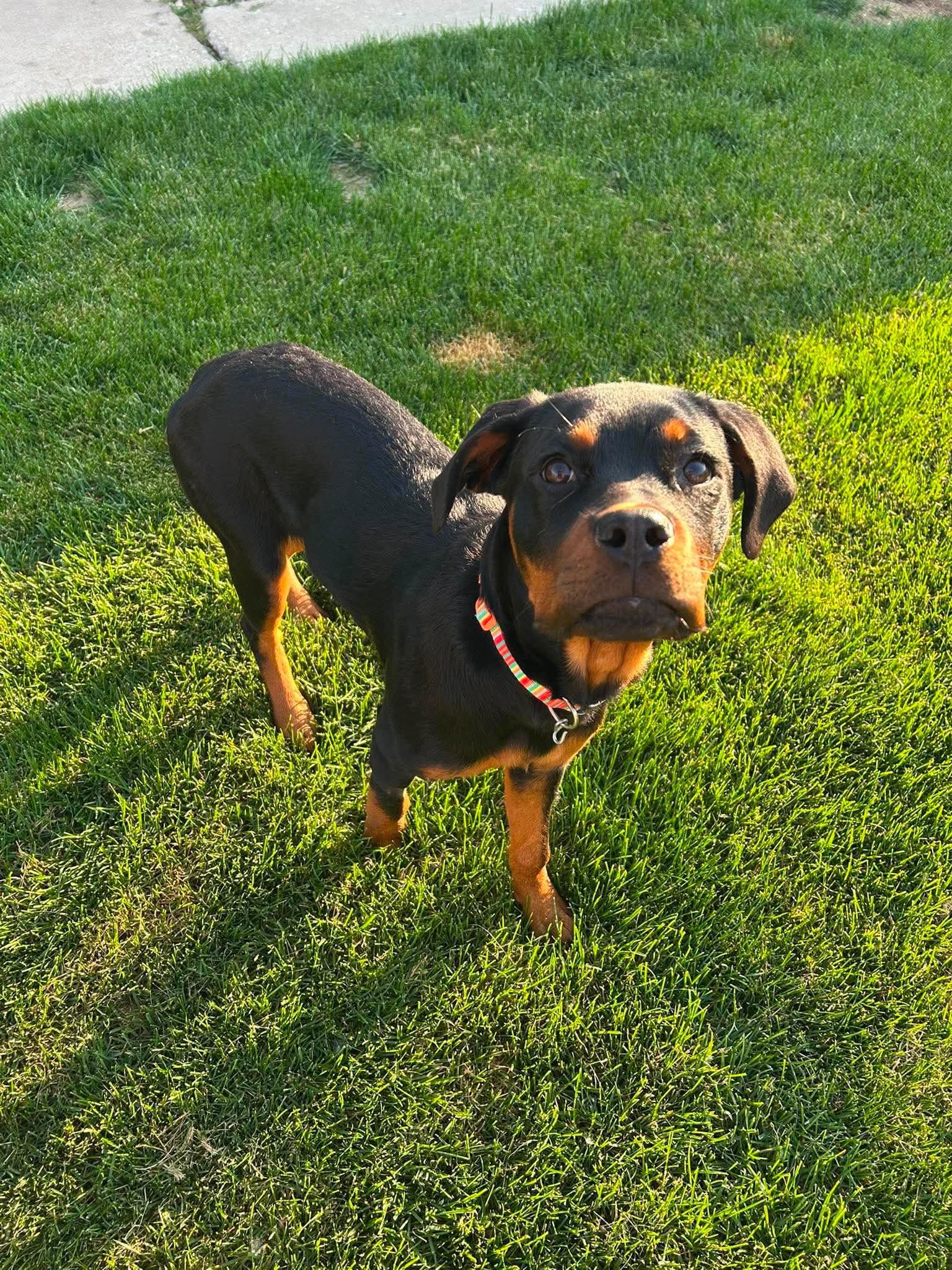 Magnolia, a ADOPTABLE mixed breed in Torrington, CT image 2/6