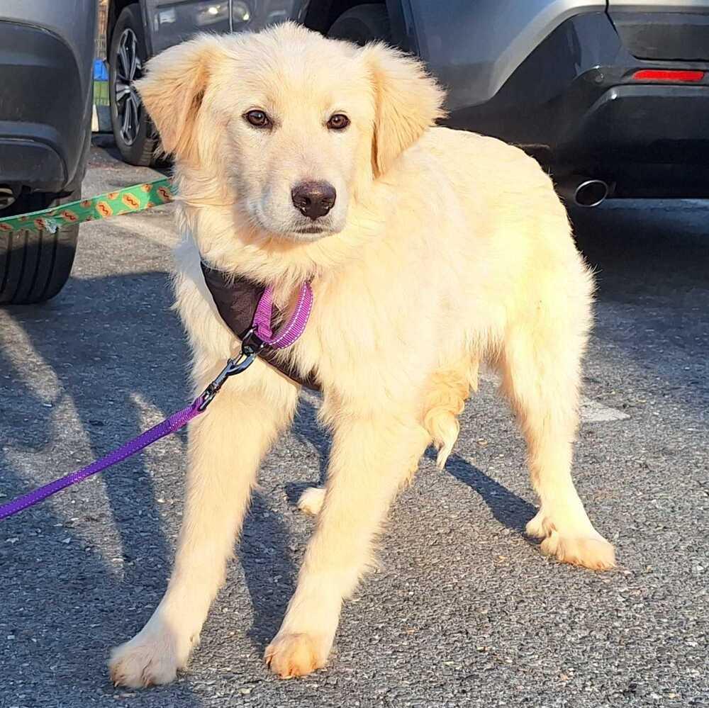 Enlarge Leo, a Adoptable mixed breed in Silver Spring, MD image 1/6