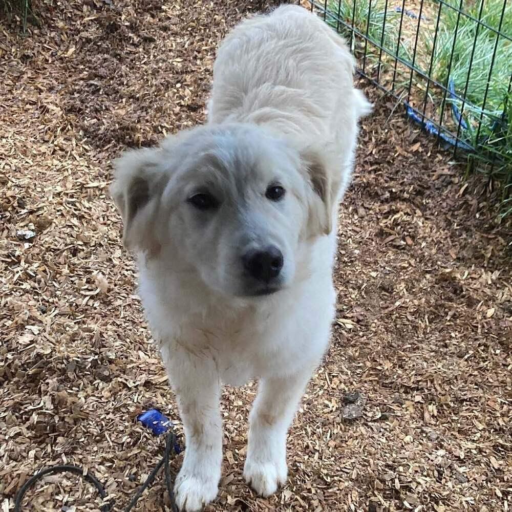 Enlarge Leo, a Adoptable mixed breed in Silver Spring, MD image 2/6