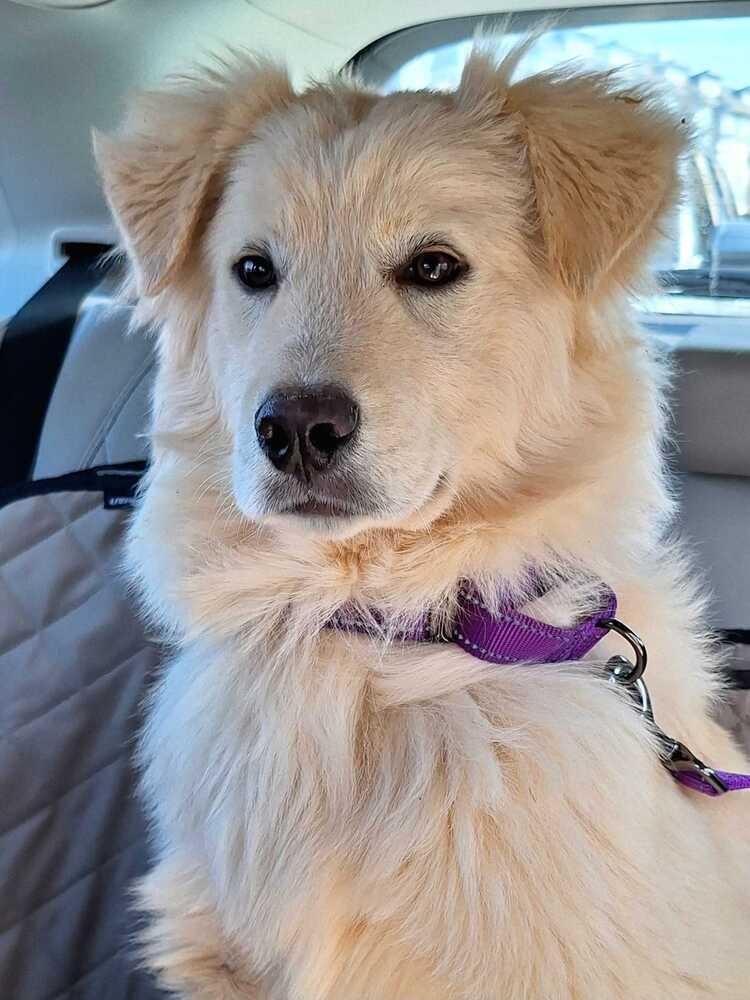 Enlarge Leo, a Adoptable mixed breed in Silver Spring, MD image 3/6