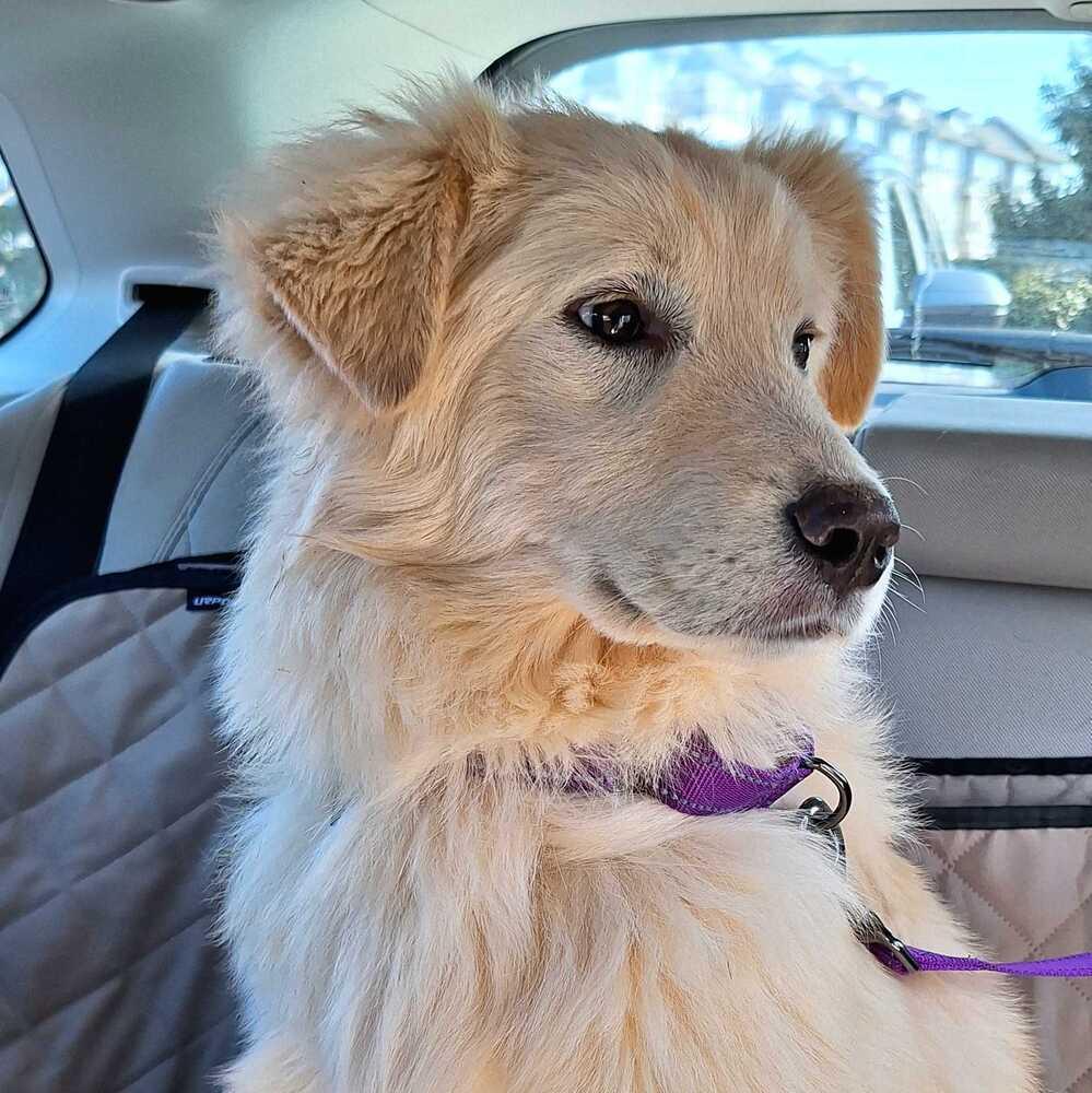 Enlarge Leo, a Adoptable mixed breed in Silver Spring, MD image 4/6