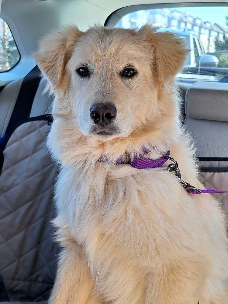 Enlarge Leo, a Adoptable mixed breed in Silver Spring, MD image 5/6