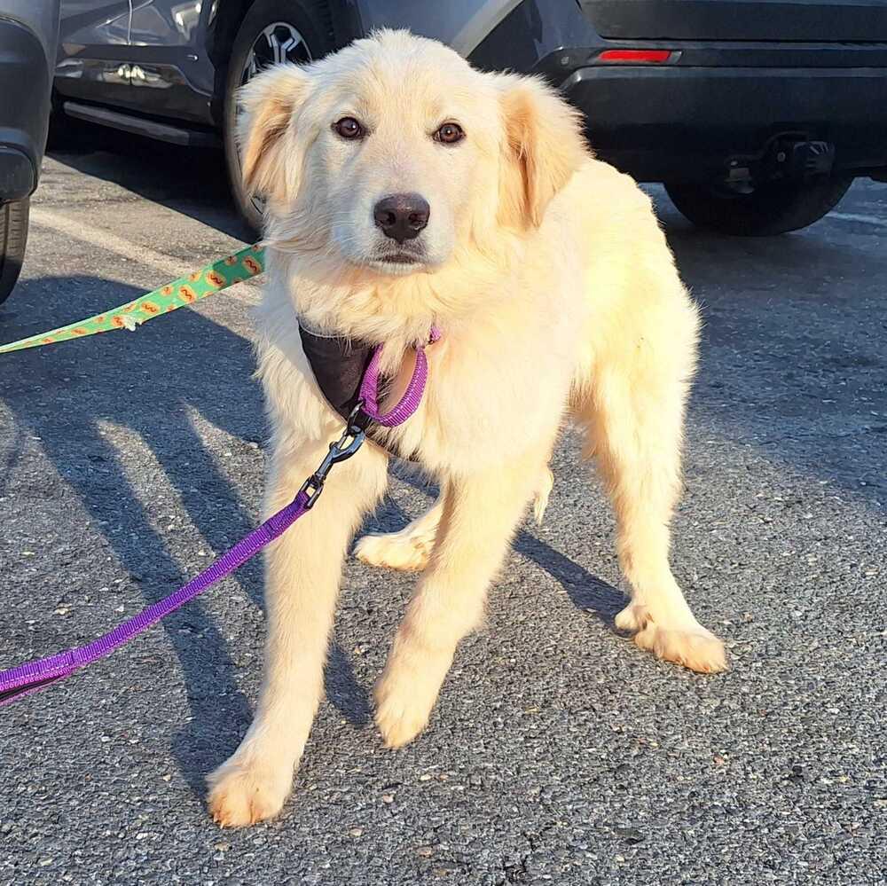 Enlarge Leo, a Adoptable mixed breed in Silver Spring, MD image 6/6