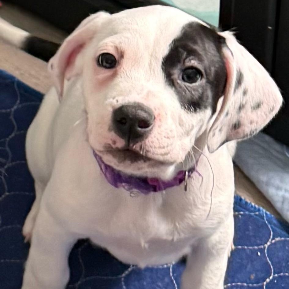 Bloom, an adopted mixed breed in Joliet, IL image 3/4