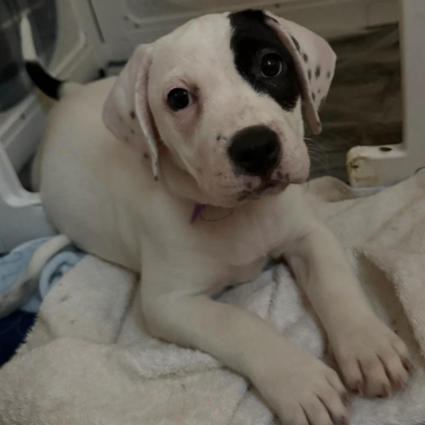 Bloom, an adopted mixed breed in Joliet, IL image 2/4
