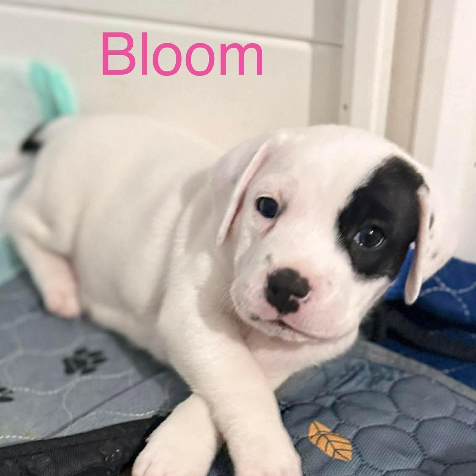 Bloom, an adopted mixed breed in Joliet, IL image 4/4