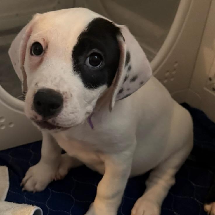 Bloom, an adopted mixed breed in Joliet, IL image 1/4