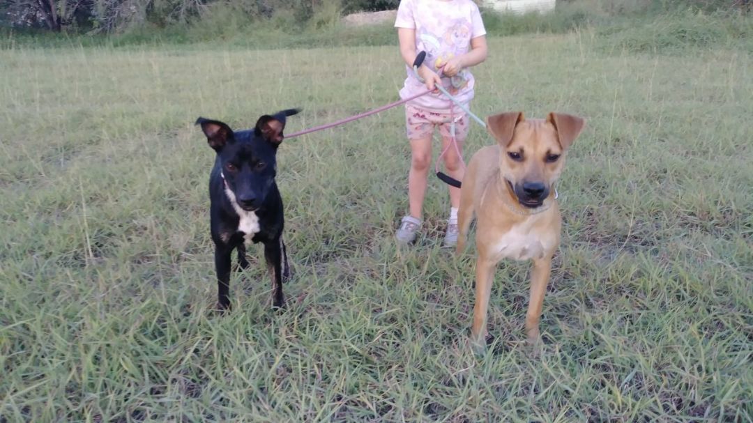 Enlarge Hazel and Midnight, a Adoptable mixed breed in Donna, TX image 1/5