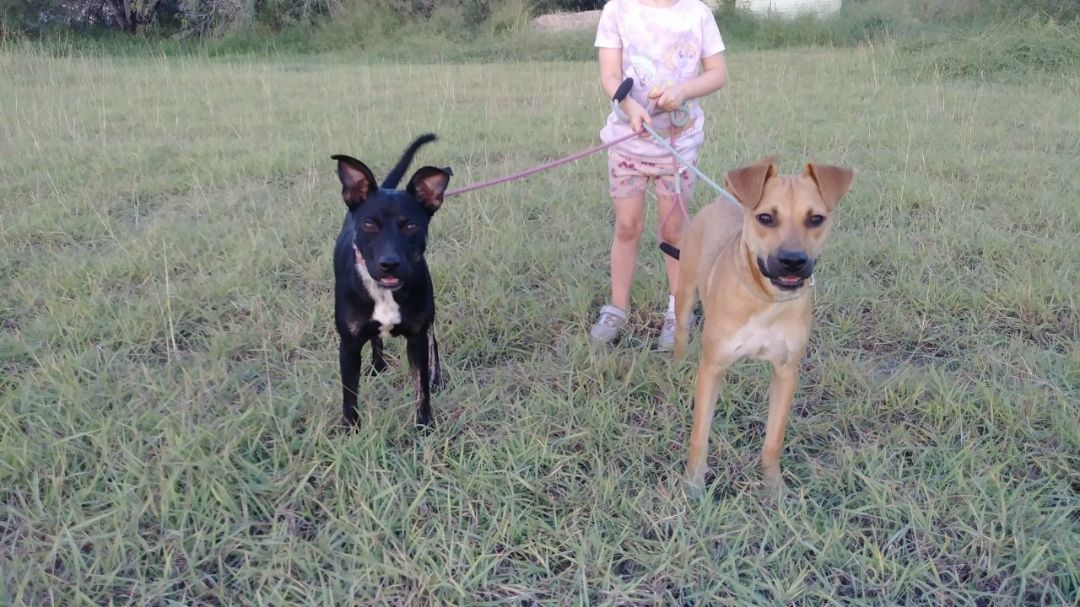 Enlarge Hazel and Midnight, a Adoptable mixed breed in Donna, TX image 2/5