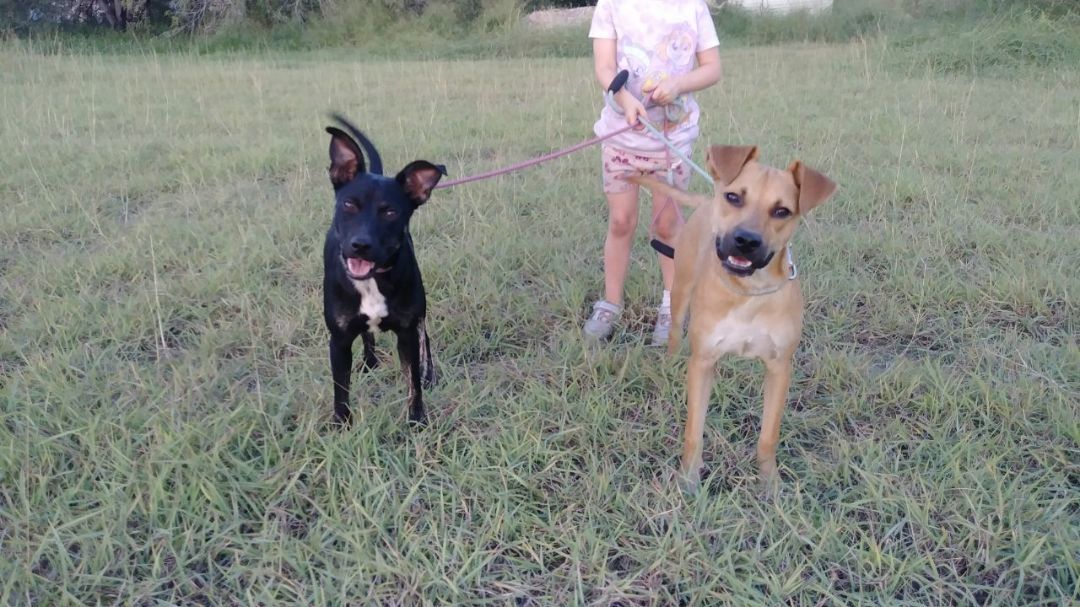 Enlarge Hazel and Midnight, a Adoptable mixed breed in Donna, TX image 4/5
