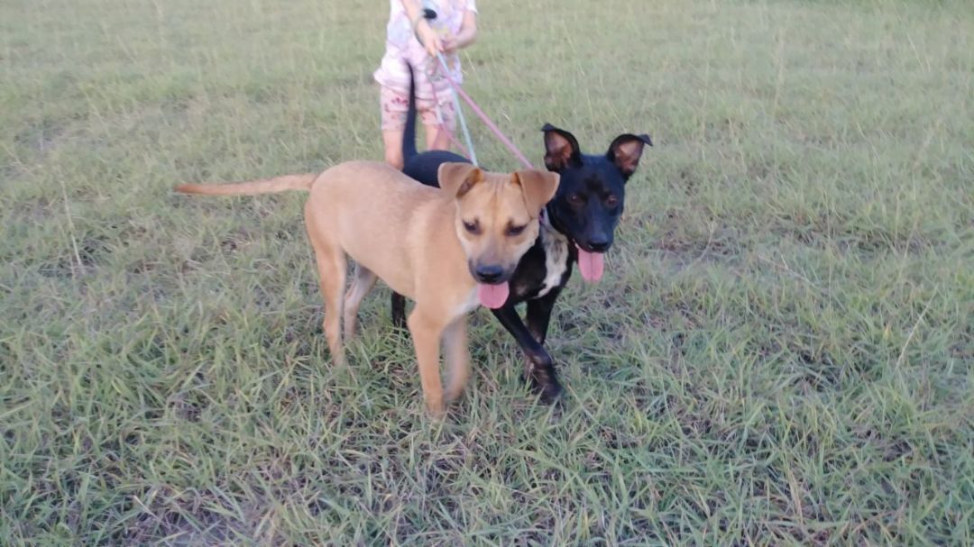 Enlarge Hazel and Midnight, a Adoptable mixed breed in Donna, TX image 5/5