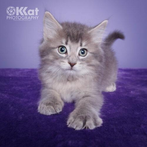 Smoke, Adoptable, Kitten Male Domestic Medium Hair.