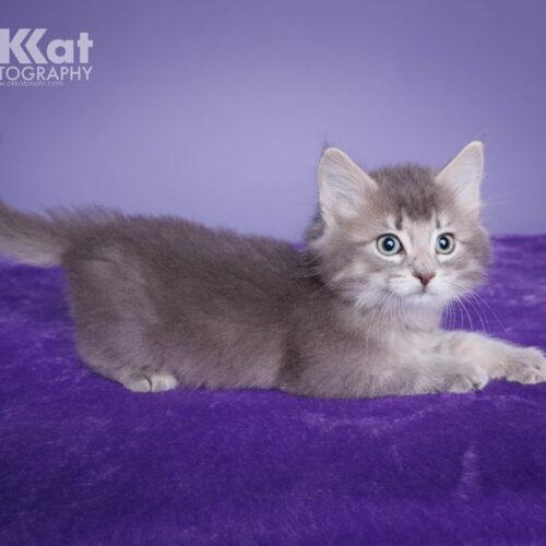 Smoke, a Adoptable Domestic Medium Hair in Edmond, OK image 2/2