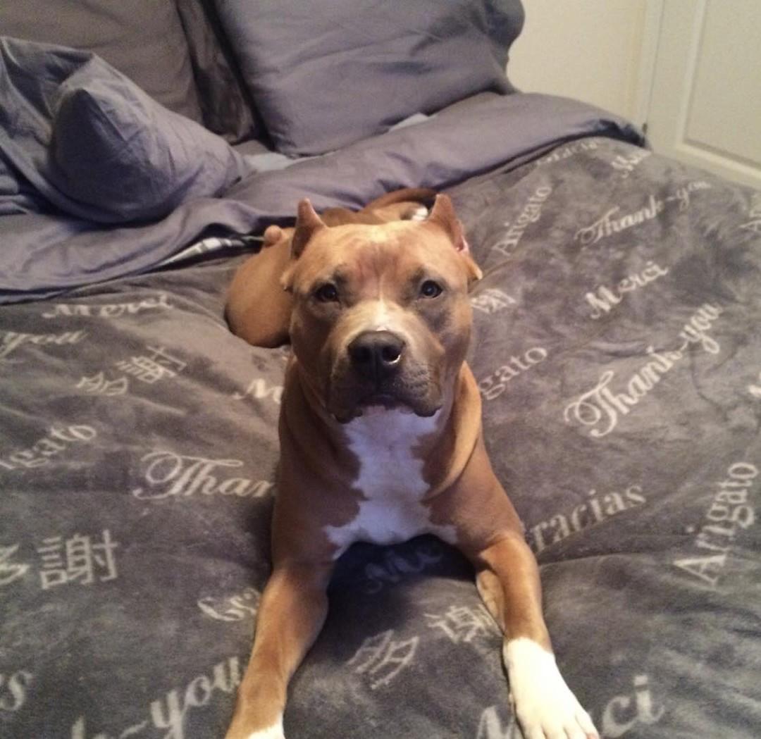 Harlow, a Adoptable Bulldog in Alliston, ON image 2/5