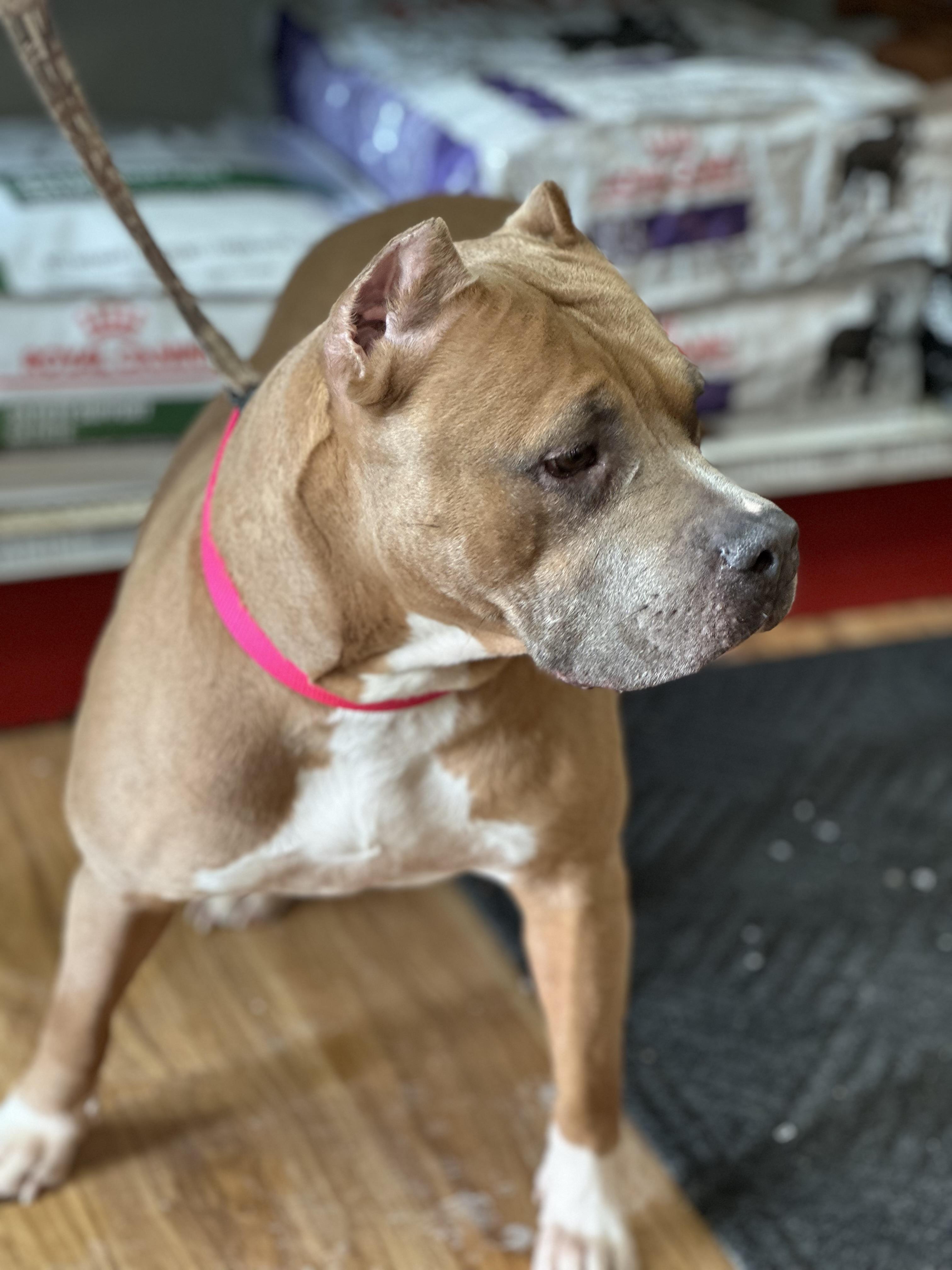 Harlow, a Adoptable Bulldog in Alliston, ON image 5/5