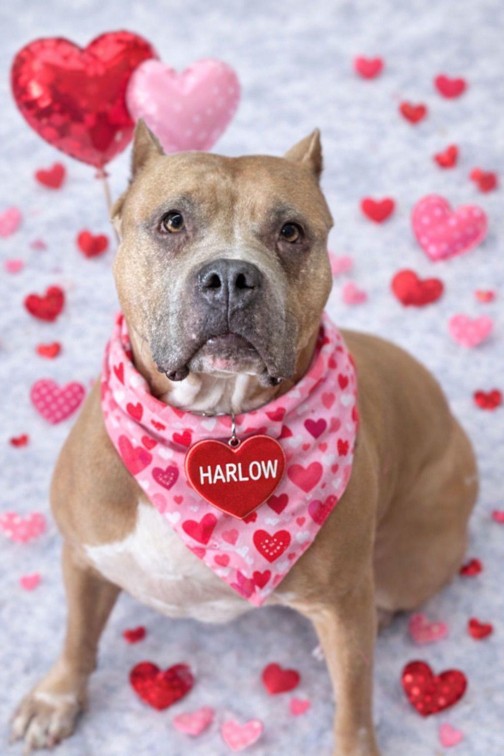 Harlow, Adoptable, Senior Female Bulldog.