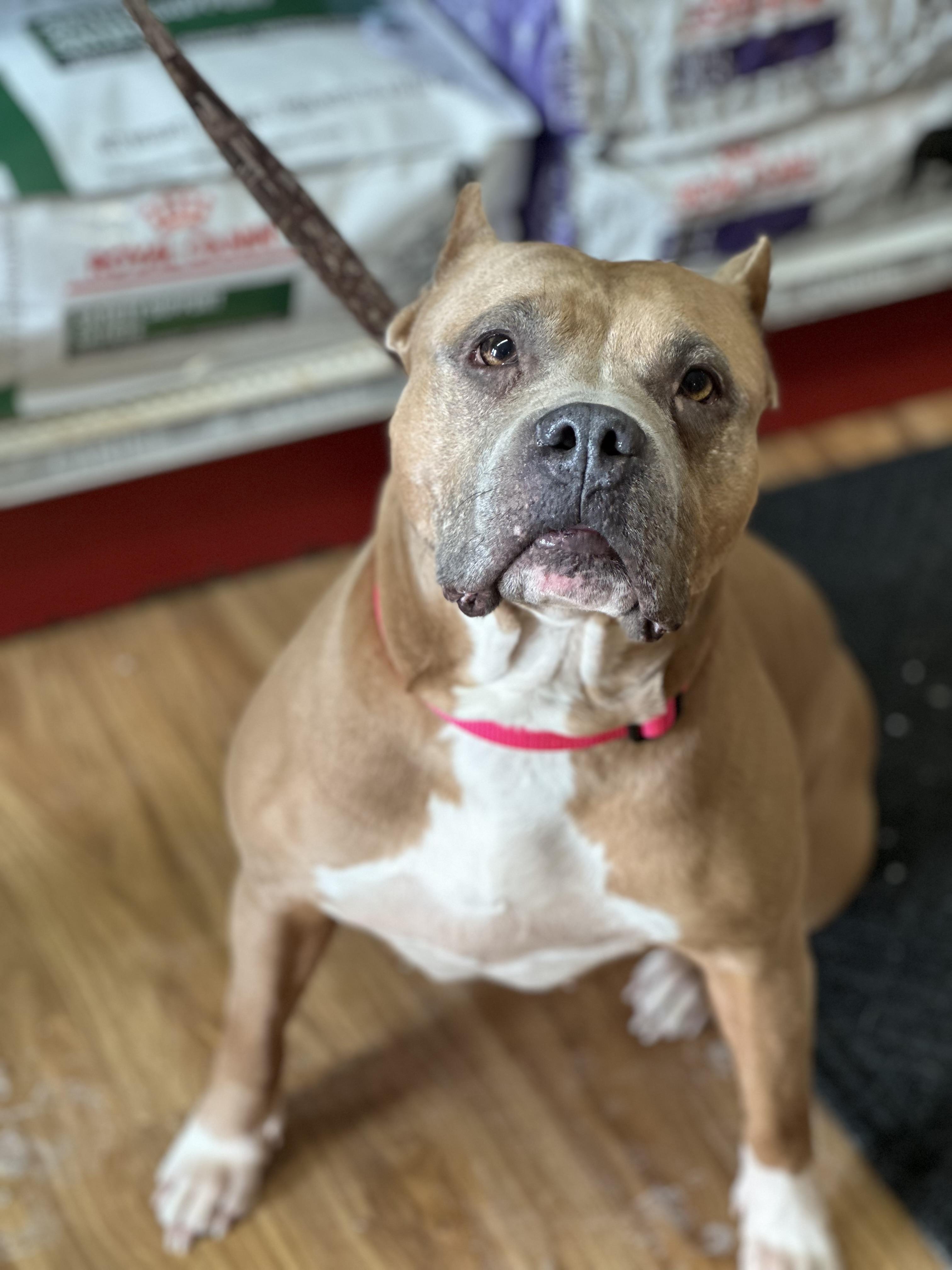 Harlow, a Adoptable Bulldog in Alliston, ON image 4/5