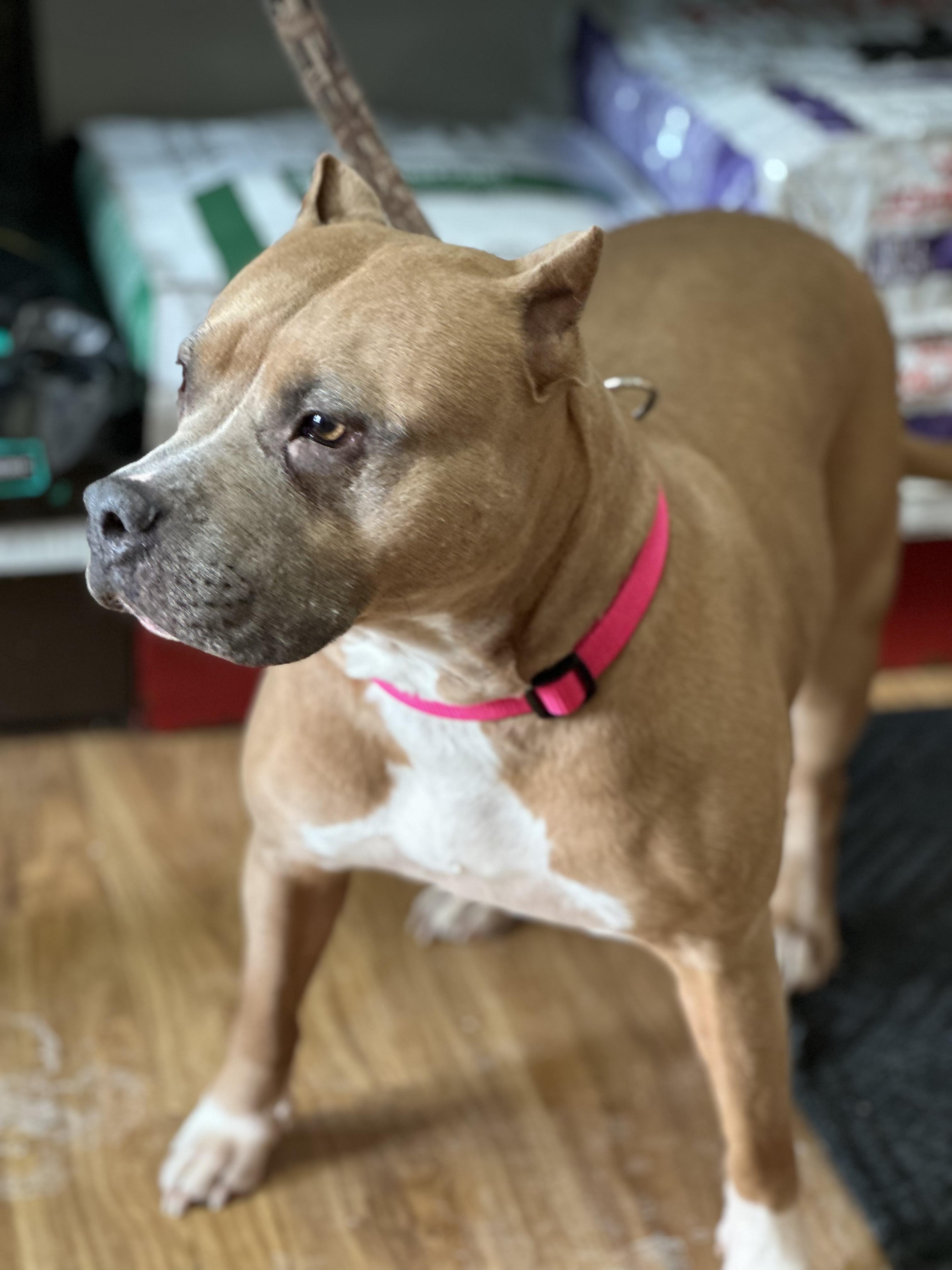 Harlow, a Adoptable Bulldog in Alliston, ON image 3/5