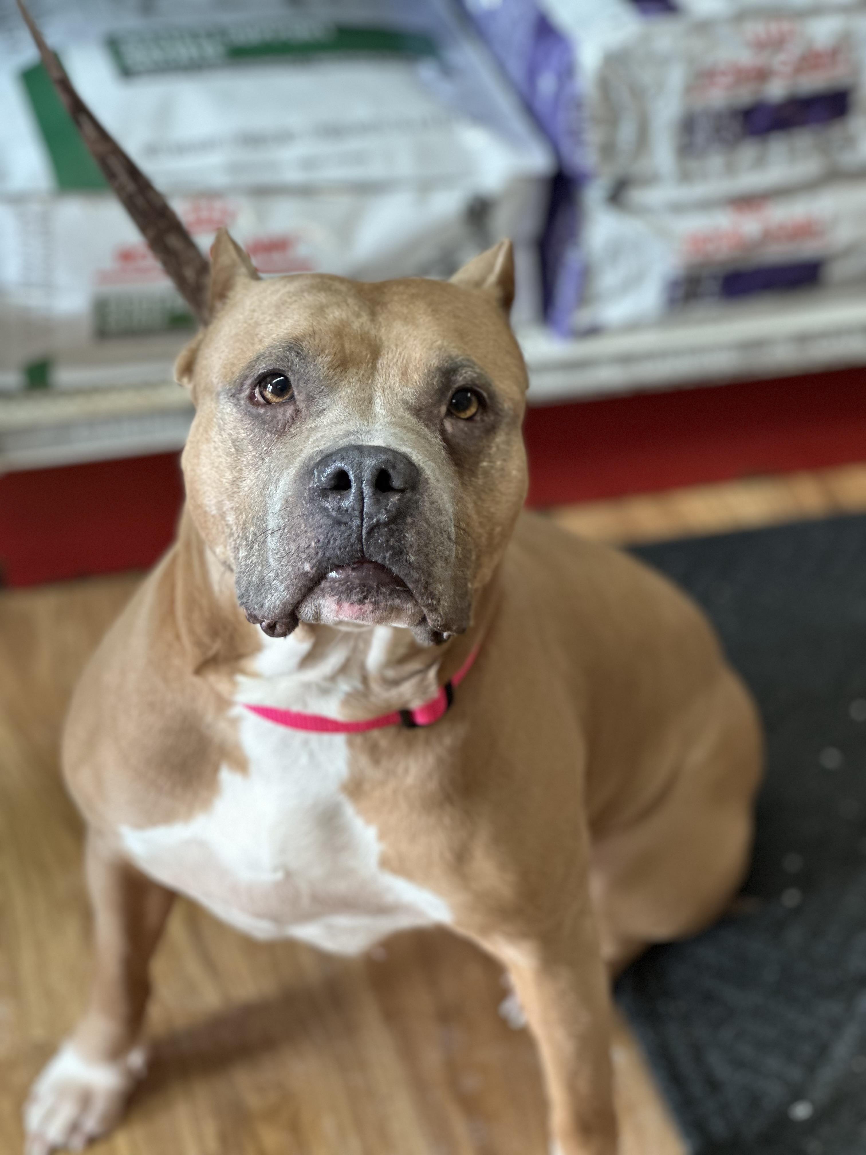 Harlow, Adult Female Bulldog
