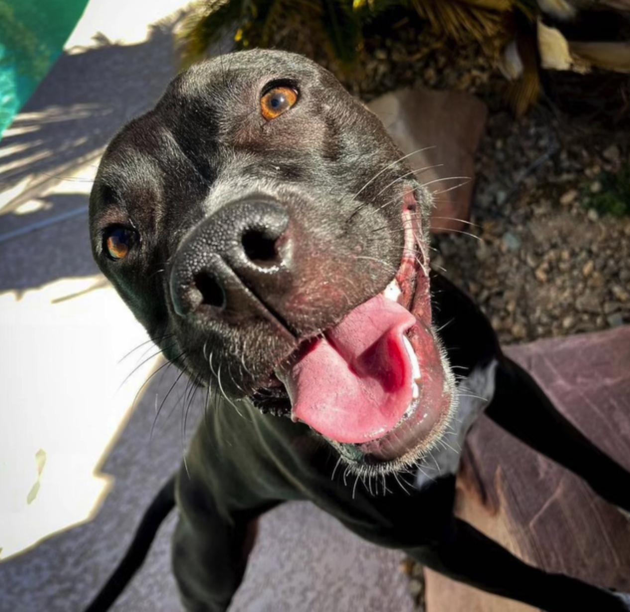 Harper, Adoptable, Adult Female American Staffordshire Terrier & Siberian Husky.