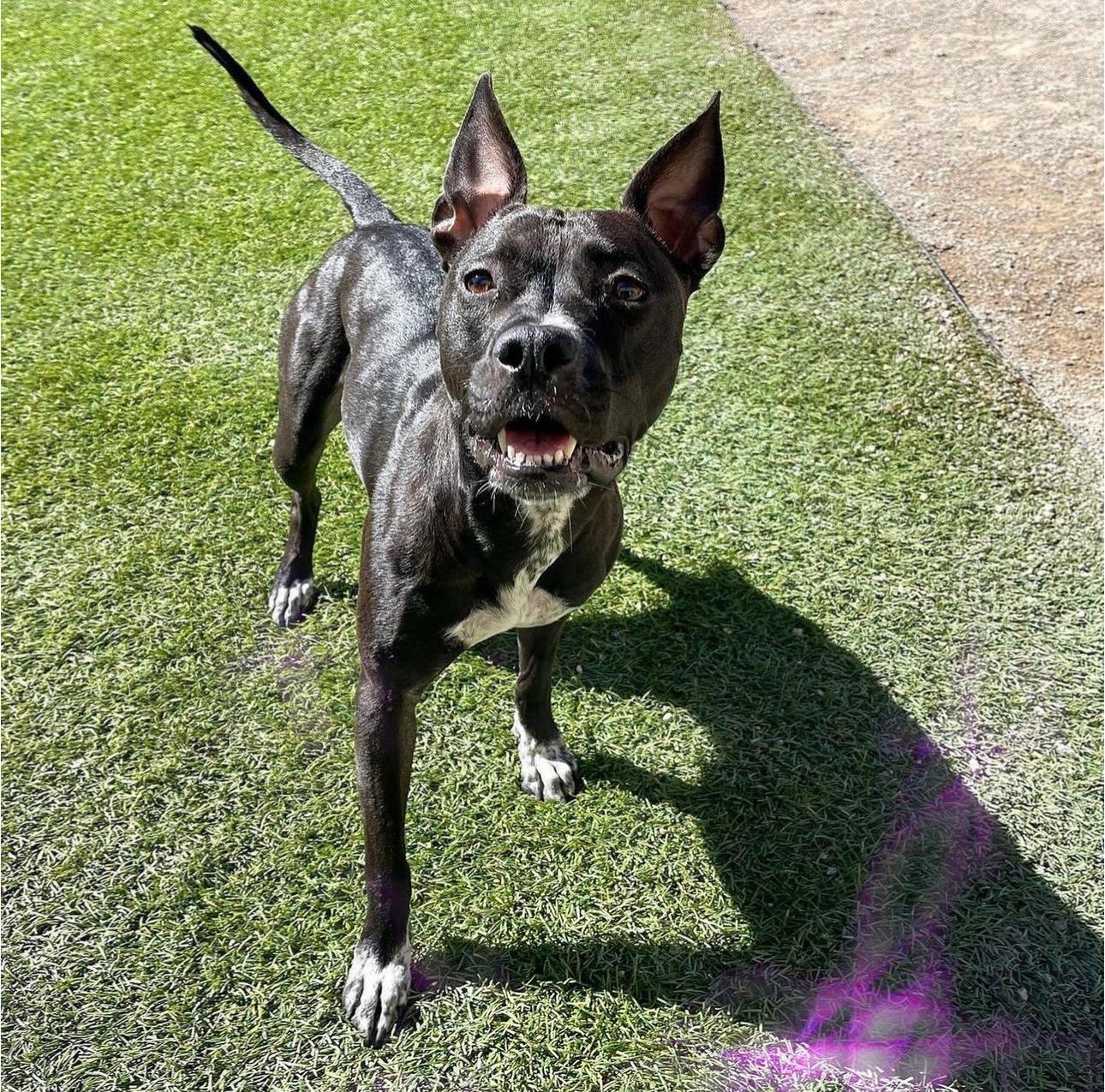 Enlarge Harper, a Adoptable mixed breed in Las Vegas, NV image 2/6