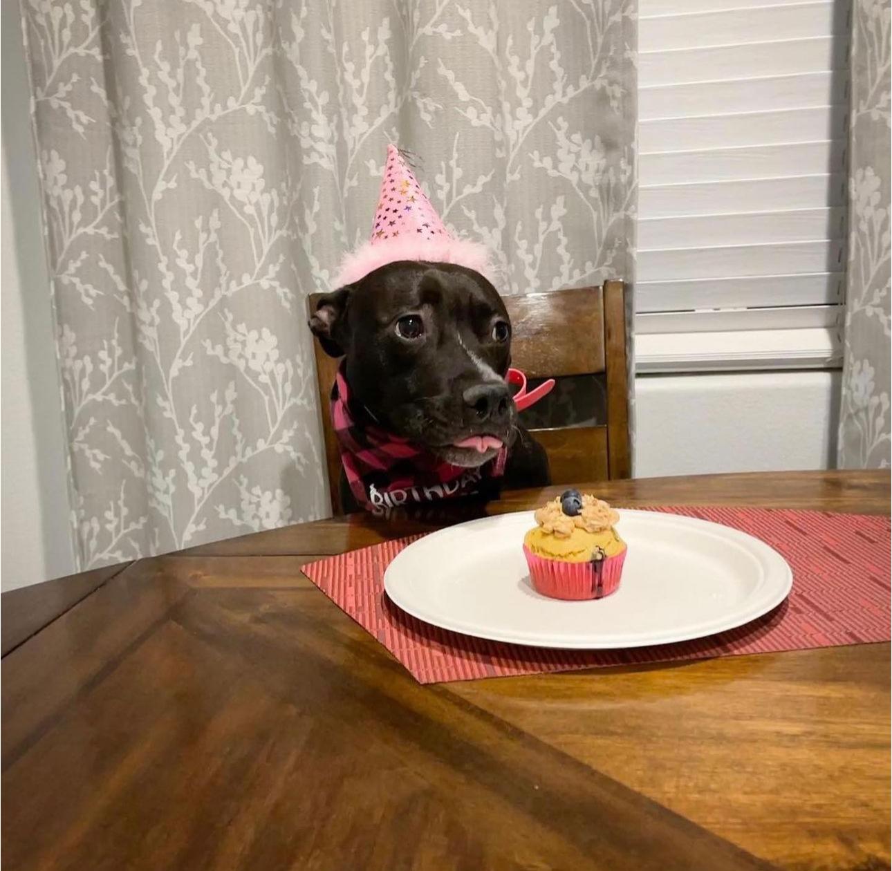 Enlarge Harper, a Adoptable mixed breed in Las Vegas, NV image 3/6