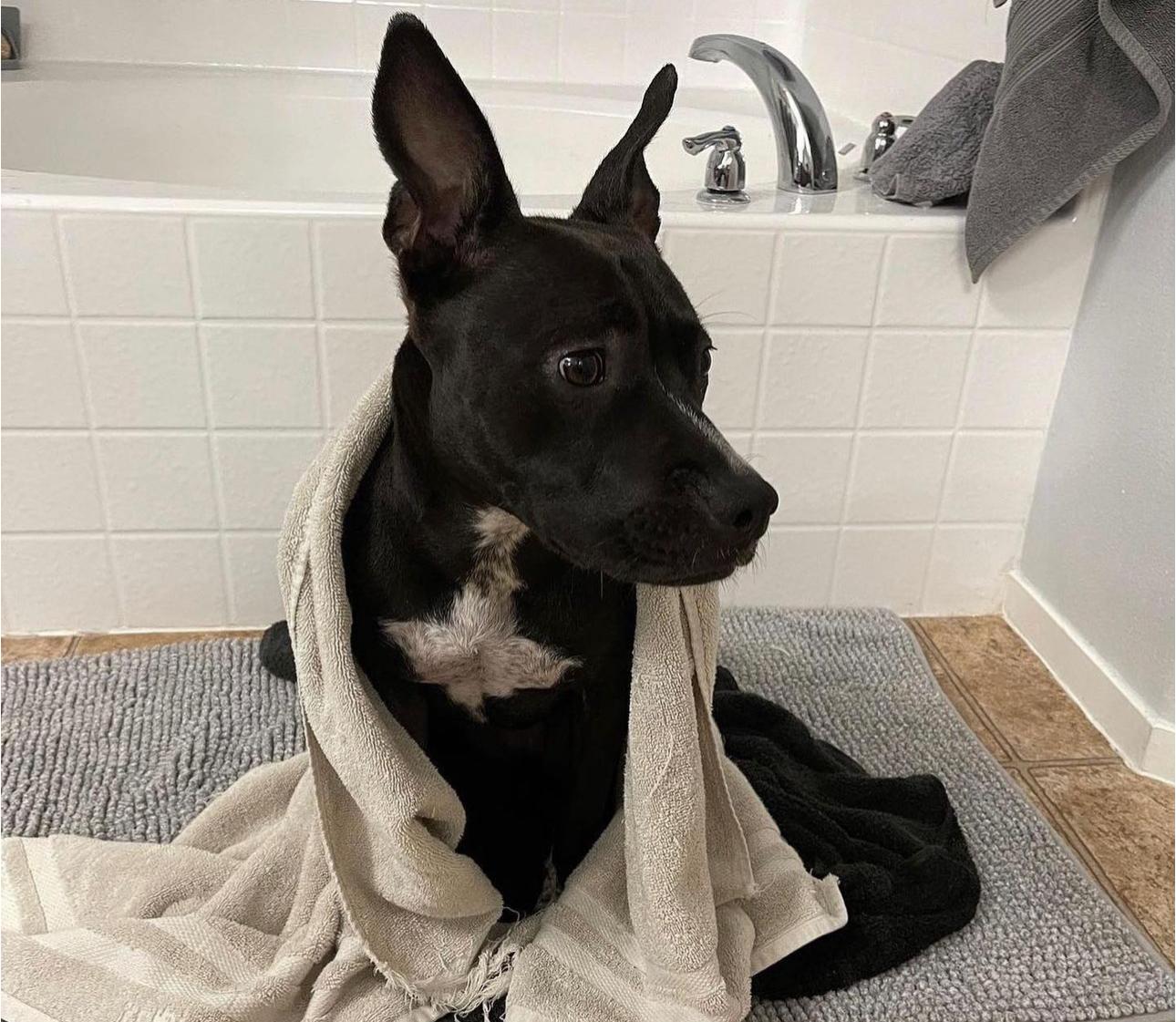 Enlarge Harper, a Adoptable mixed breed in Las Vegas, NV image 4/6