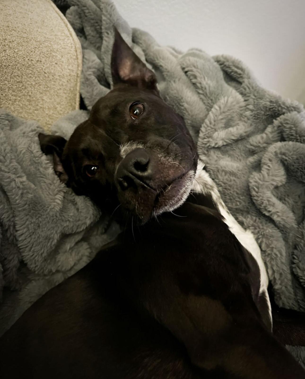 Enlarge Harper, a Adoptable mixed breed in Las Vegas, NV image 5/6