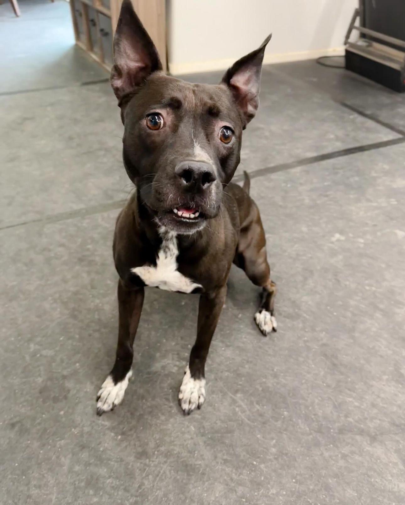 Enlarge Harper, a Adoptable mixed breed in Las Vegas, NV image 6/6