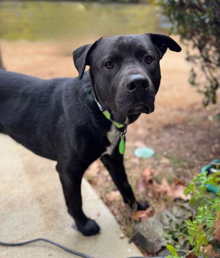 Donut Duncan, a Adoptable American Bulldog in Alpharetta, GA image 1/3