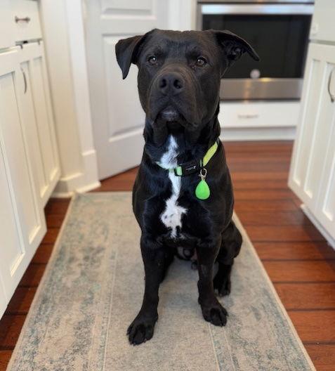 Donut Duncan, a Adoptable American Bulldog in Alpharetta, GA image 2/3