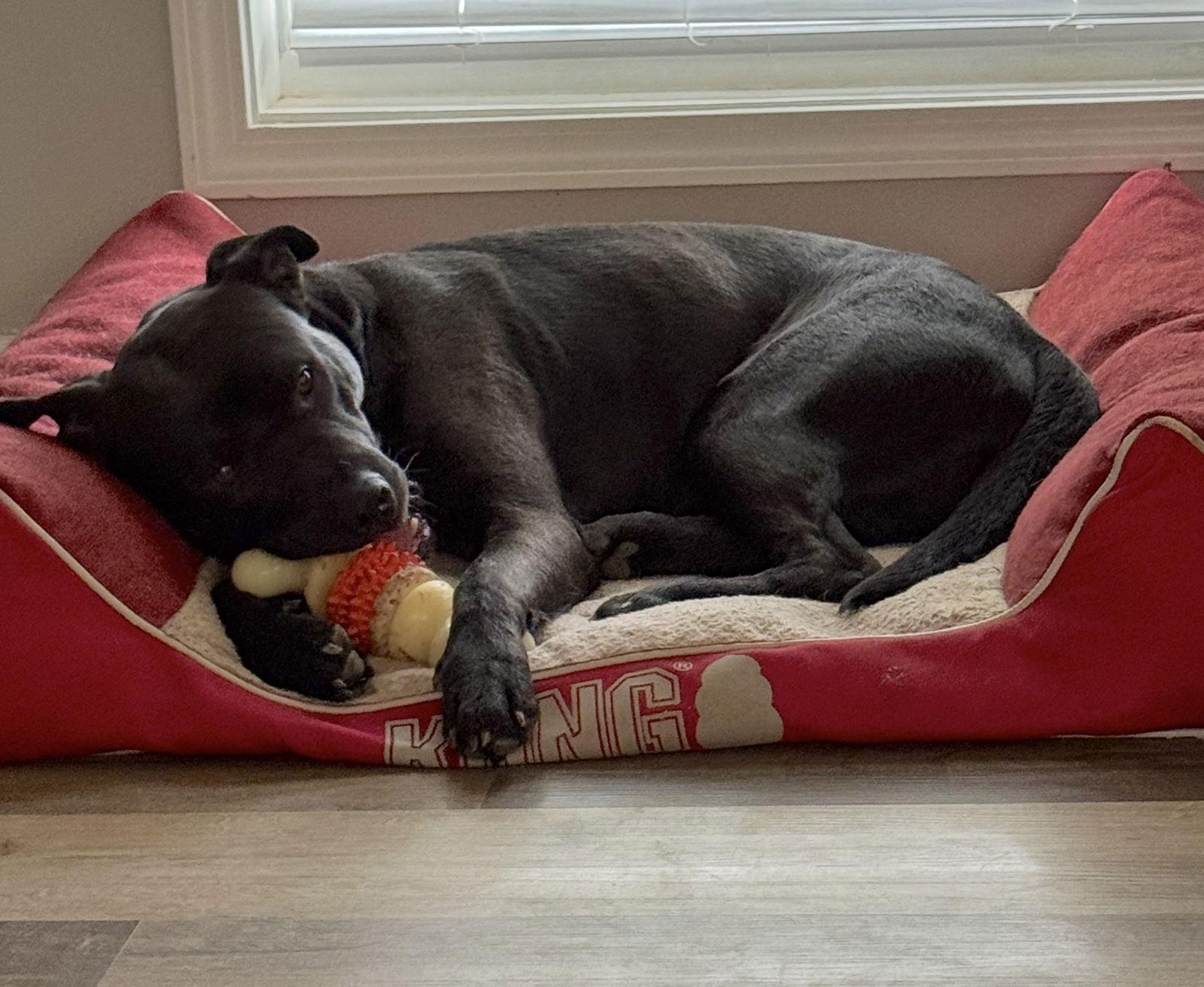 Donut Duncan, a Adoptable American Bulldog in Alpharetta, GA image 3/3