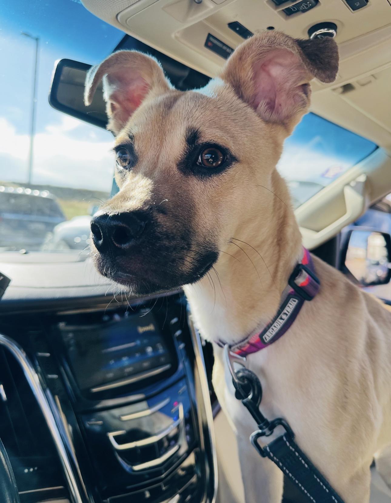 Ezra, a Adoptable mixed breed in Parker, CO image 2/4