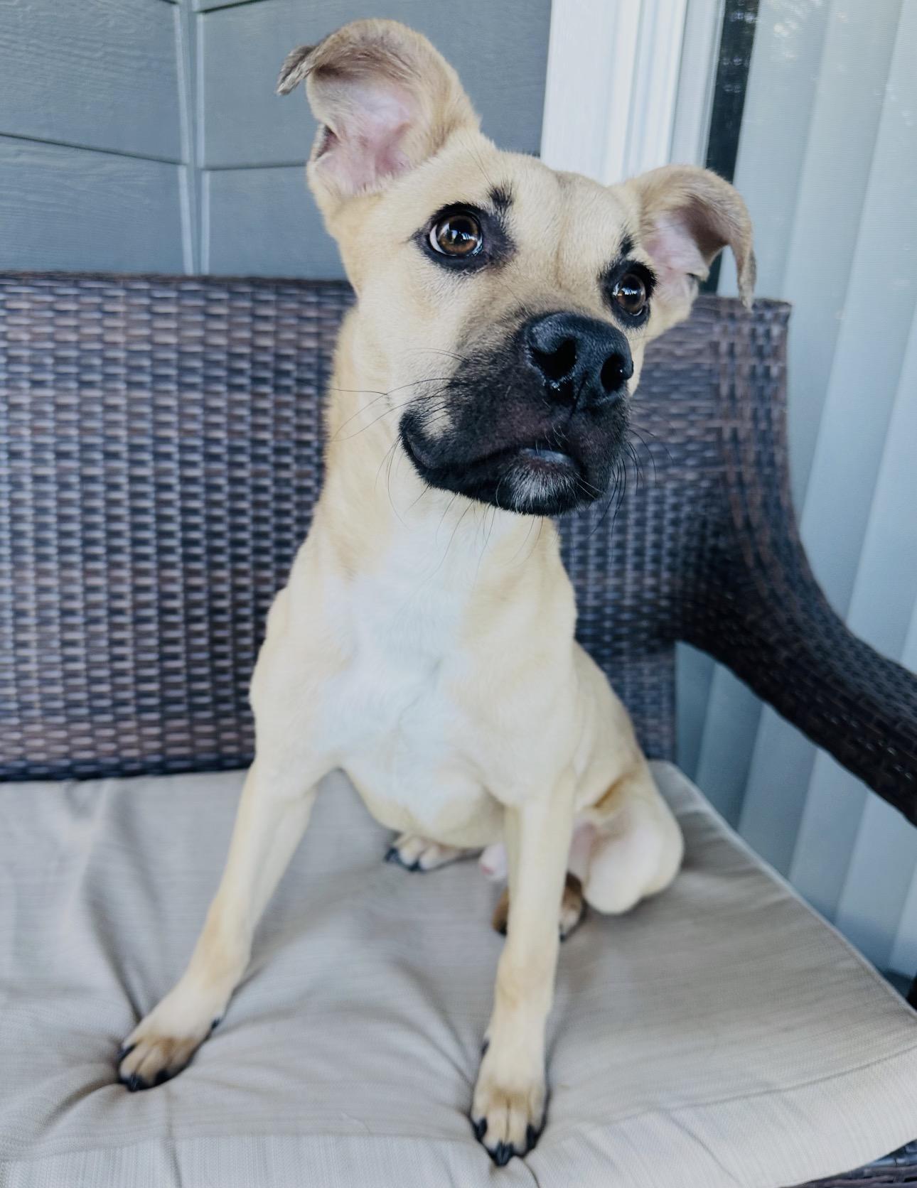Ezra, a Adoptable mixed breed in Parker, CO image 3/4