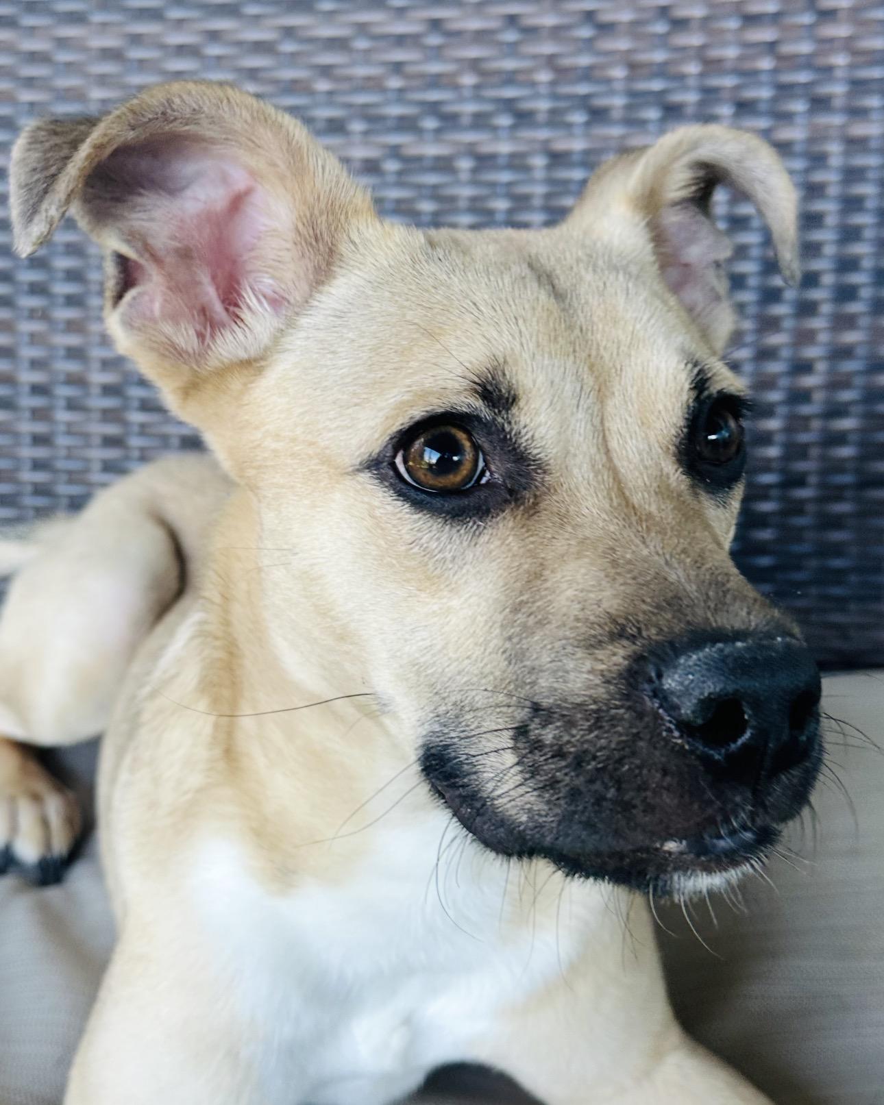 Ezra, a Adoptable mixed breed in Parker, CO image 4/4