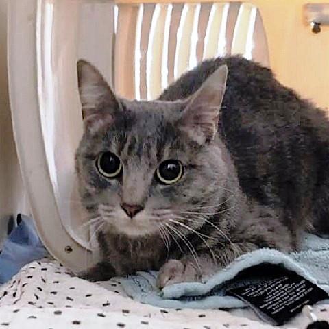 Itsy, a ADOPTABLE Tabby in Salt Lake City, UT image 3/3