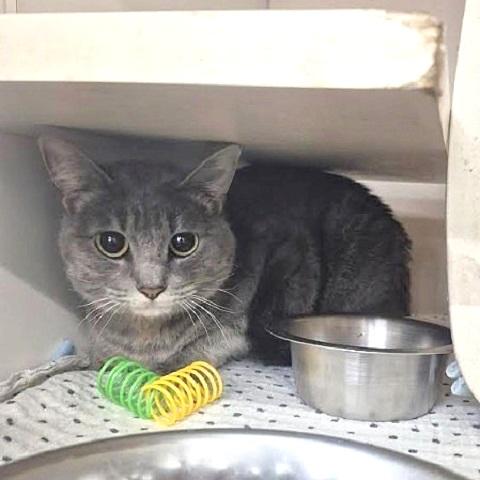 Itsy, a ADOPTABLE Tabby in Salt Lake City, UT image 1/3