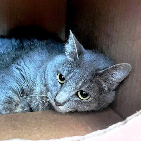 Itsy, a ADOPTABLE Tabby in Salt Lake City, UT image 2/3