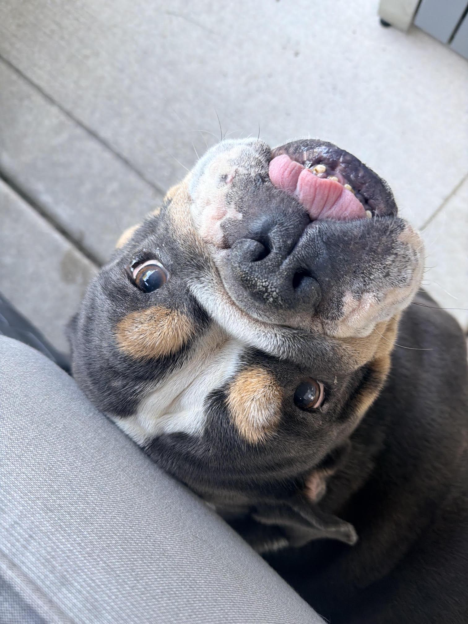 Sophie Grace, Adoptable, Adult Female English Bulldog.