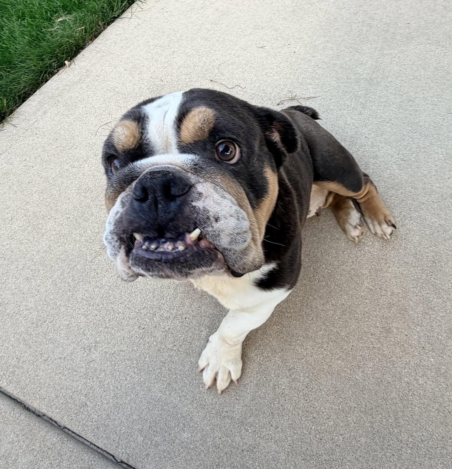 Sophie Grace, a Adoptable English Bulldog in Hillside, IL image 2/3