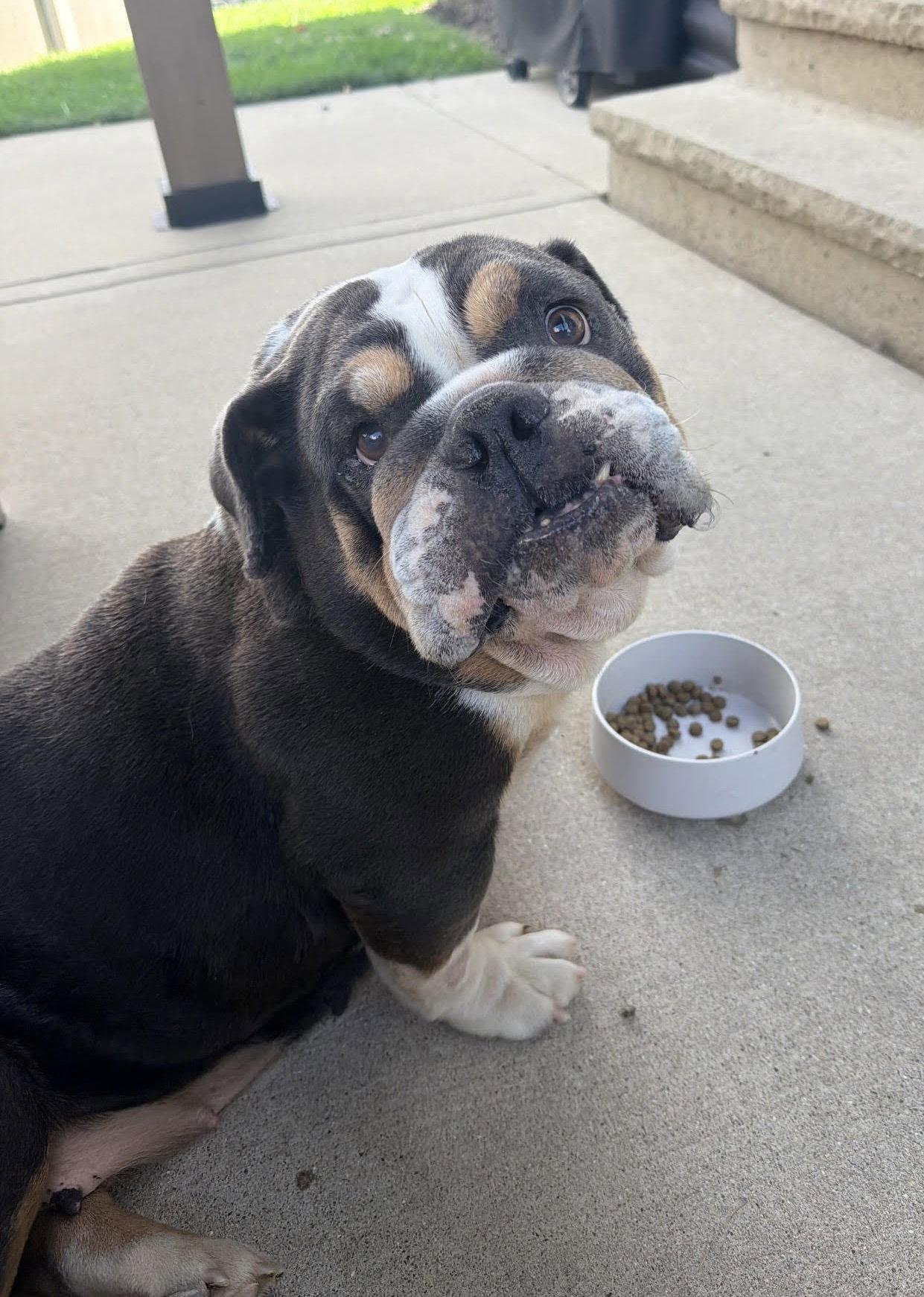 Sophie Grace, a Adoptable English Bulldog in Hillside, IL image 3/3