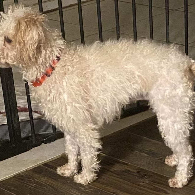 Misty, an adoptable Poodle in Moreno Valley, CA image 1/3