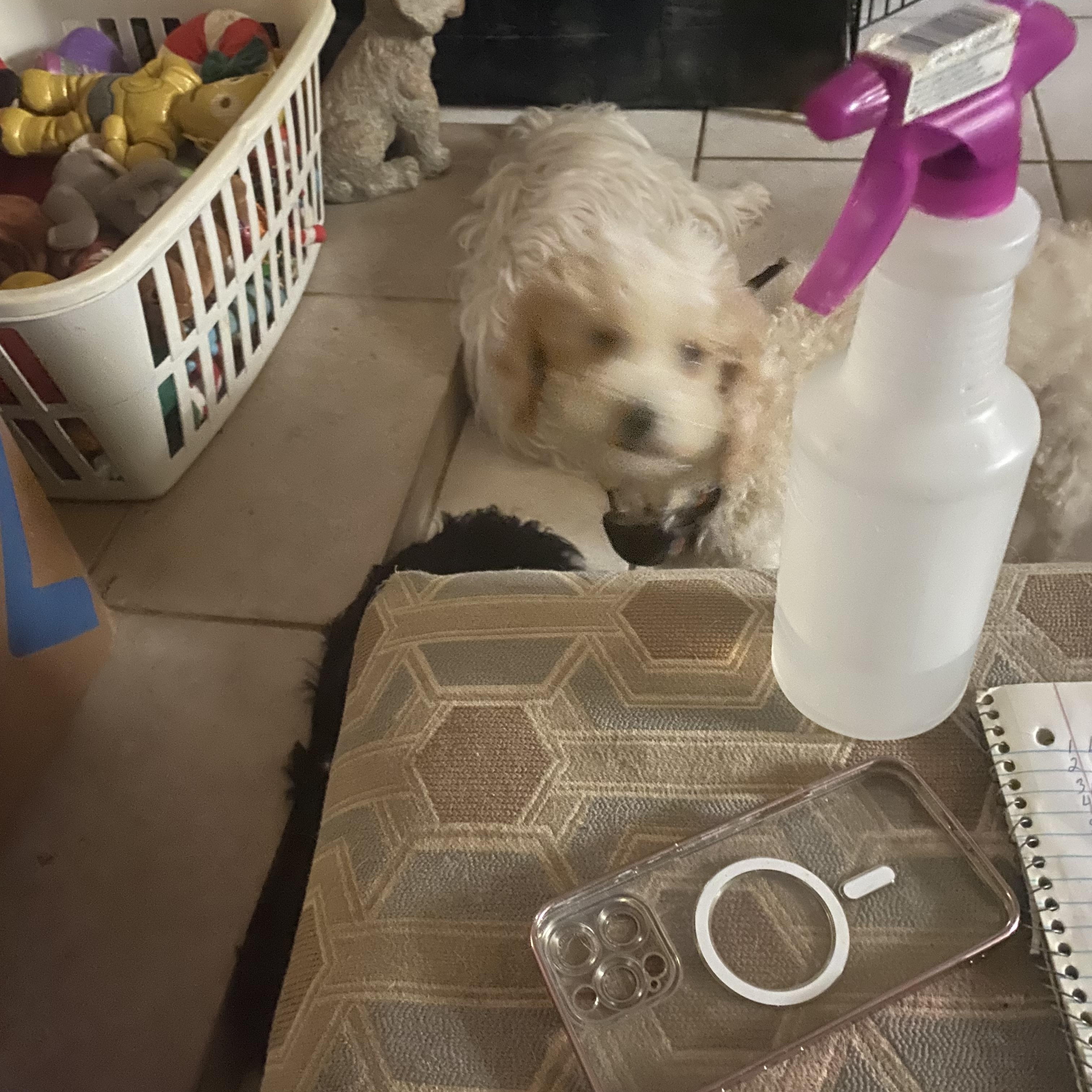 Misty, an adoptable Poodle in Moreno Valley, CA image 3/3