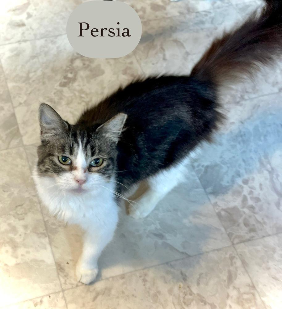 Enlarge Persia, a Adoptable Domestic Long Hair in Chalfont, PA image 1/6