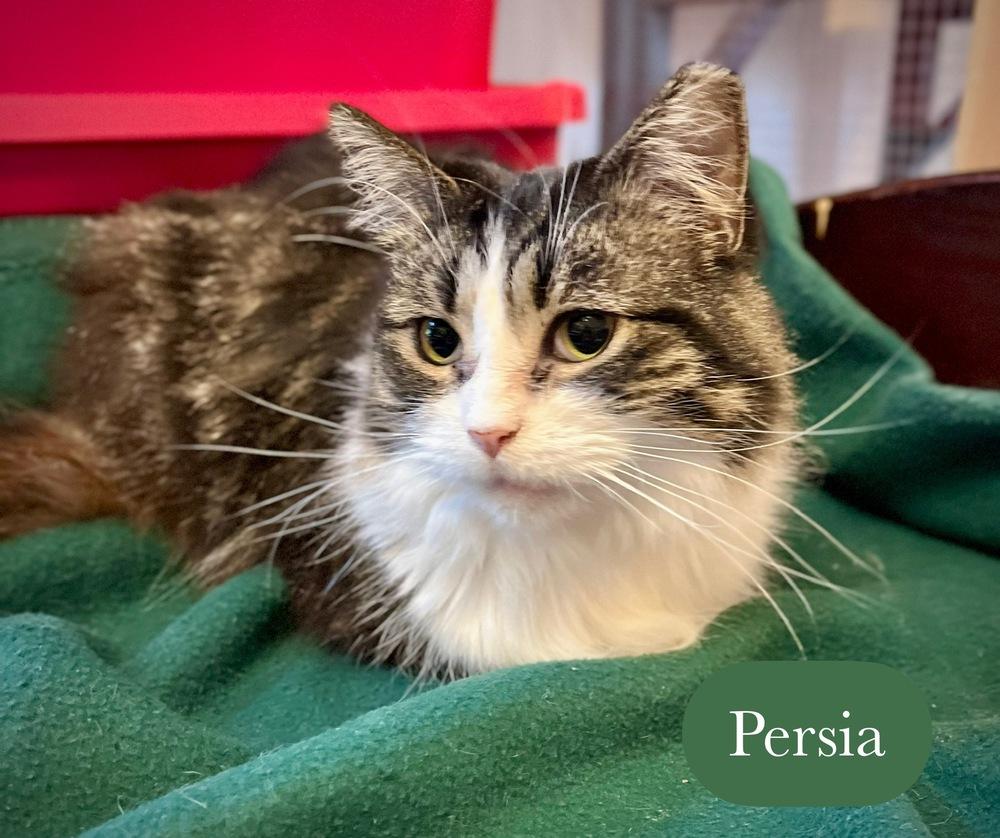 Enlarge Persia, a Adoptable Domestic Long Hair in Chalfont, PA image 2/6