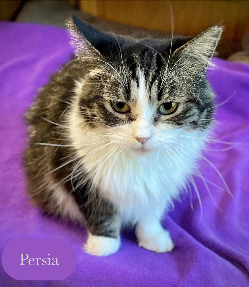 Enlarge Persia, a Adoptable Domestic Long Hair in Chalfont, PA image 4/6
