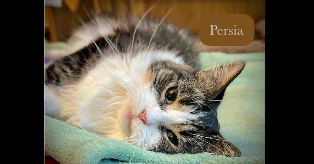 Enlarge Persia, a Adoptable Domestic Long Hair in Chalfont, PA image 5/6