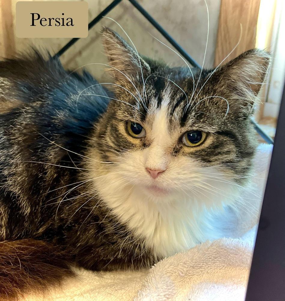 Enlarge Persia, a Adoptable Domestic Long Hair in Chalfont, PA image 6/6